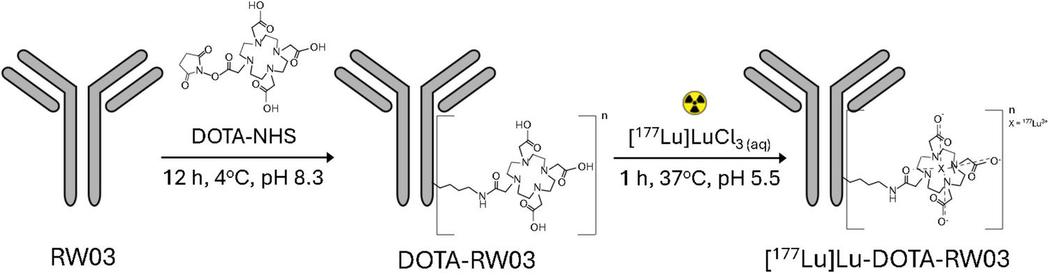 Targeted Radionuclide Therapy Using a Lutetium-177 Labeled Human Anti-CD133 Antibody