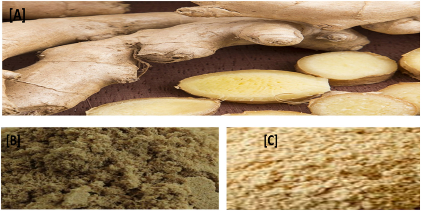 Raw and boiled ginger (Zingiber officinale Roscoe) inclusive diet improves fertility parameters in high cholesterol diet-induced obese rats