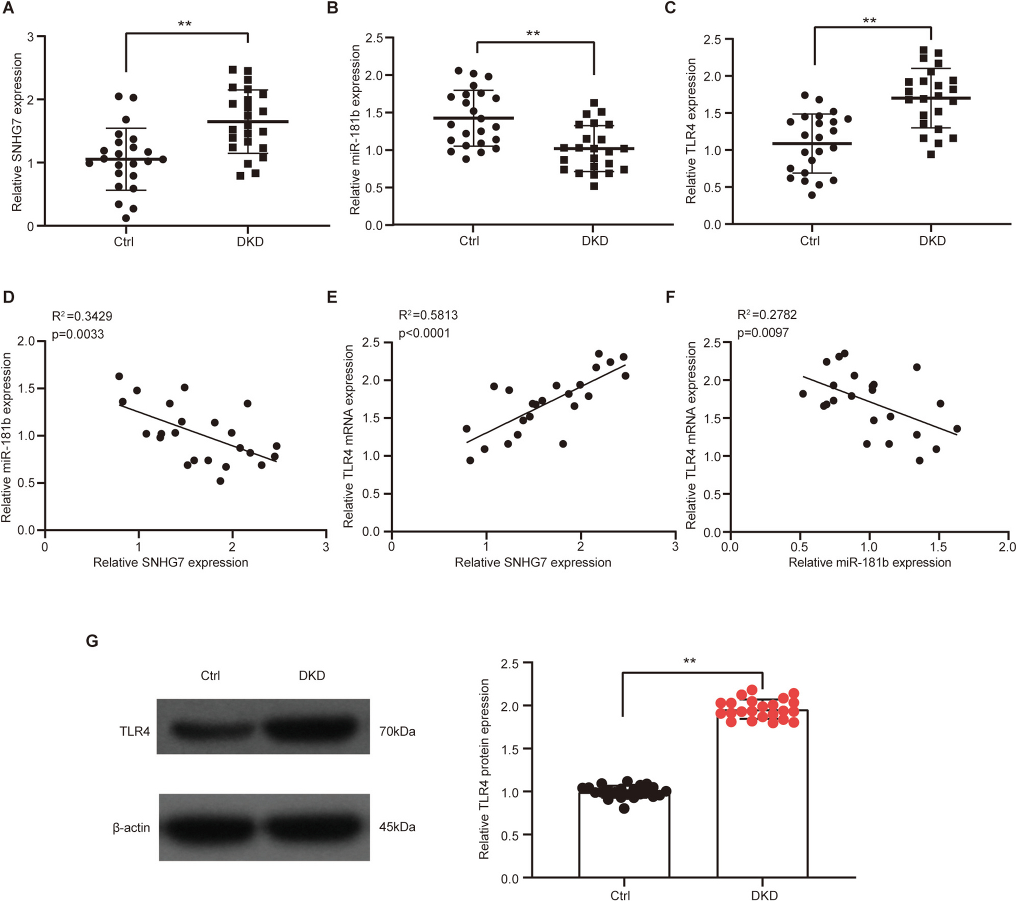 LncRNA SNHG7/miR-181b-5p/TLR4 Activates Inflammation And Promotes Pyroptosis Through NF-κB Signaling in Diabetic Nephropathy