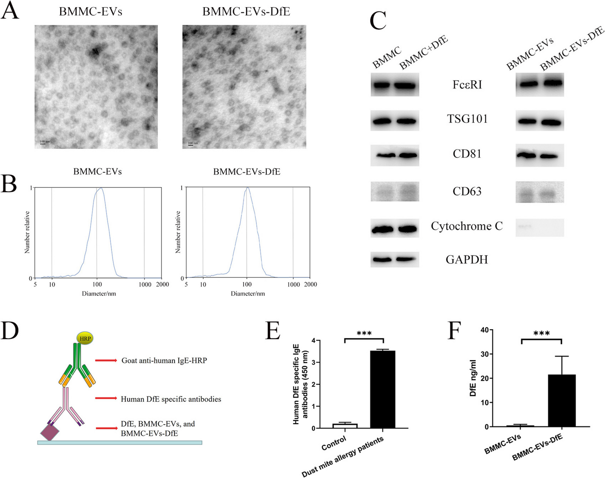 Intranasal Immunotherapy with Allergen-Loaded Extracellular Vesicles from Mast Cells Alleviates Allergic Asthma Inflammation in a Murine Model