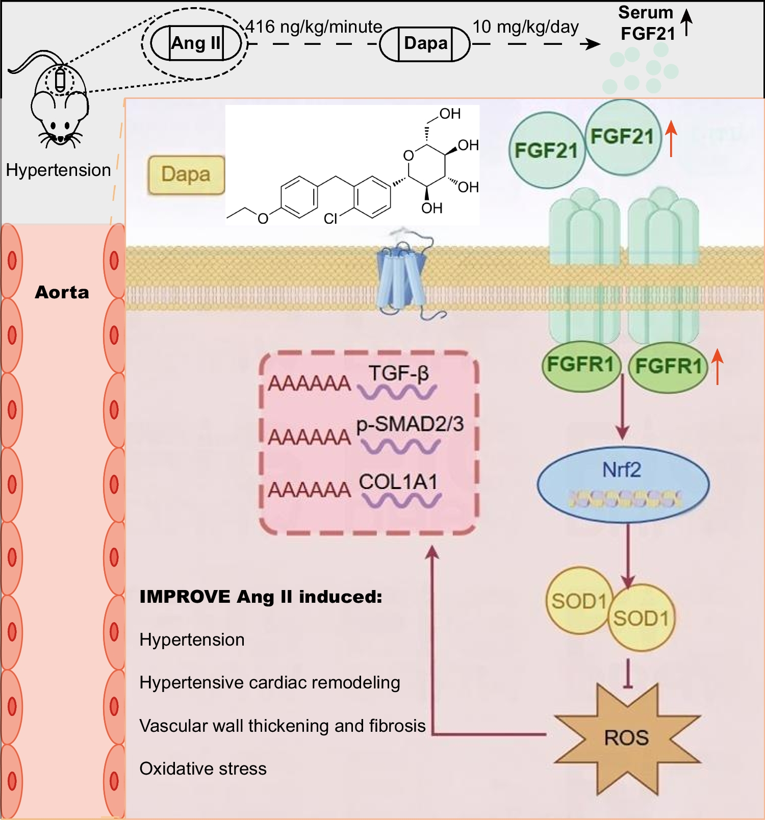 Sodium–Glucose Cotransporter 2 Inhibitor Ameliorate Angiotensin II-Induced Hypertension and Vascular Injury by Upregulating FGF21