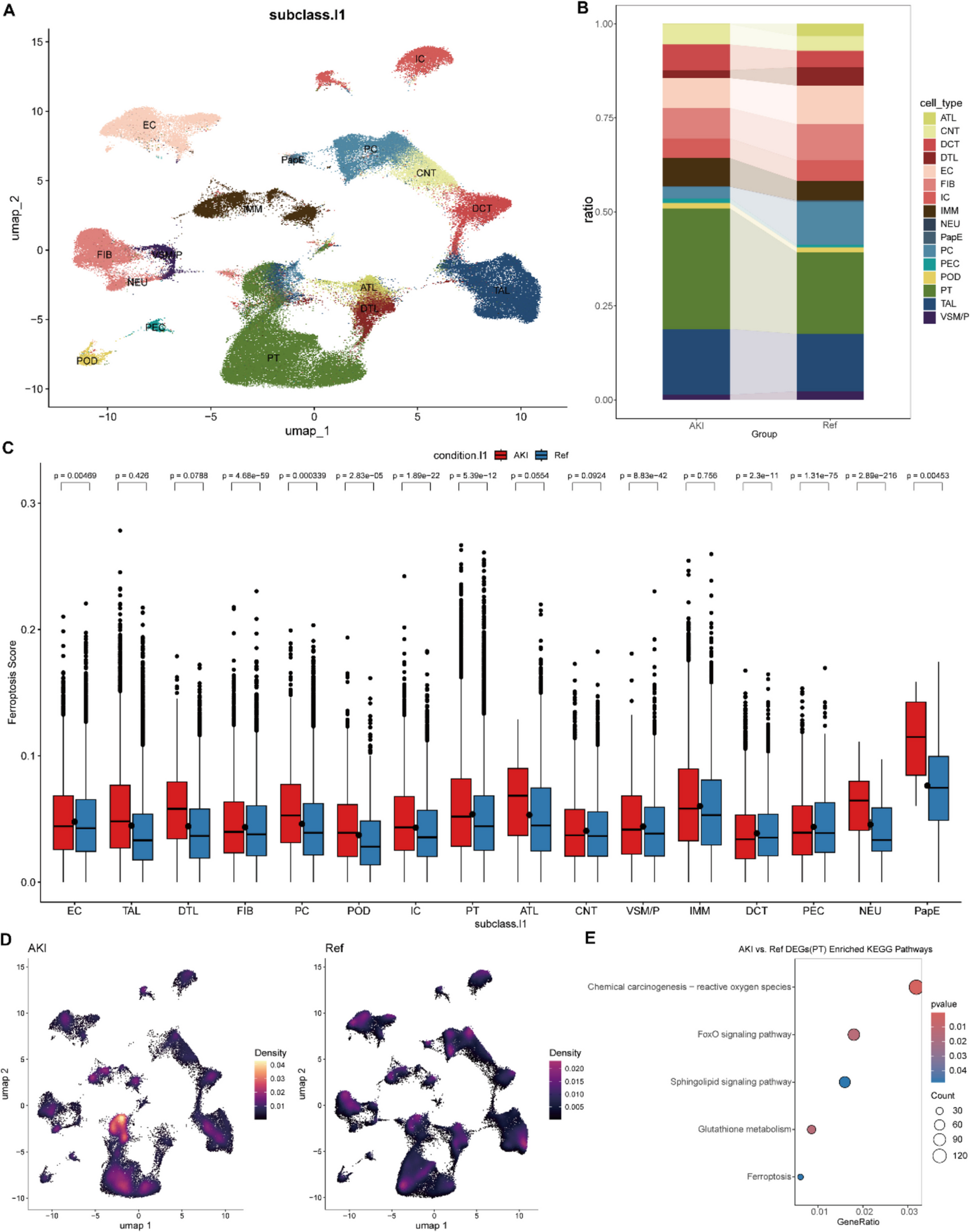 Multi-omics Analysis Reveals the Propagation Mechanism of Ferroptosis in Acute Kidney Injury