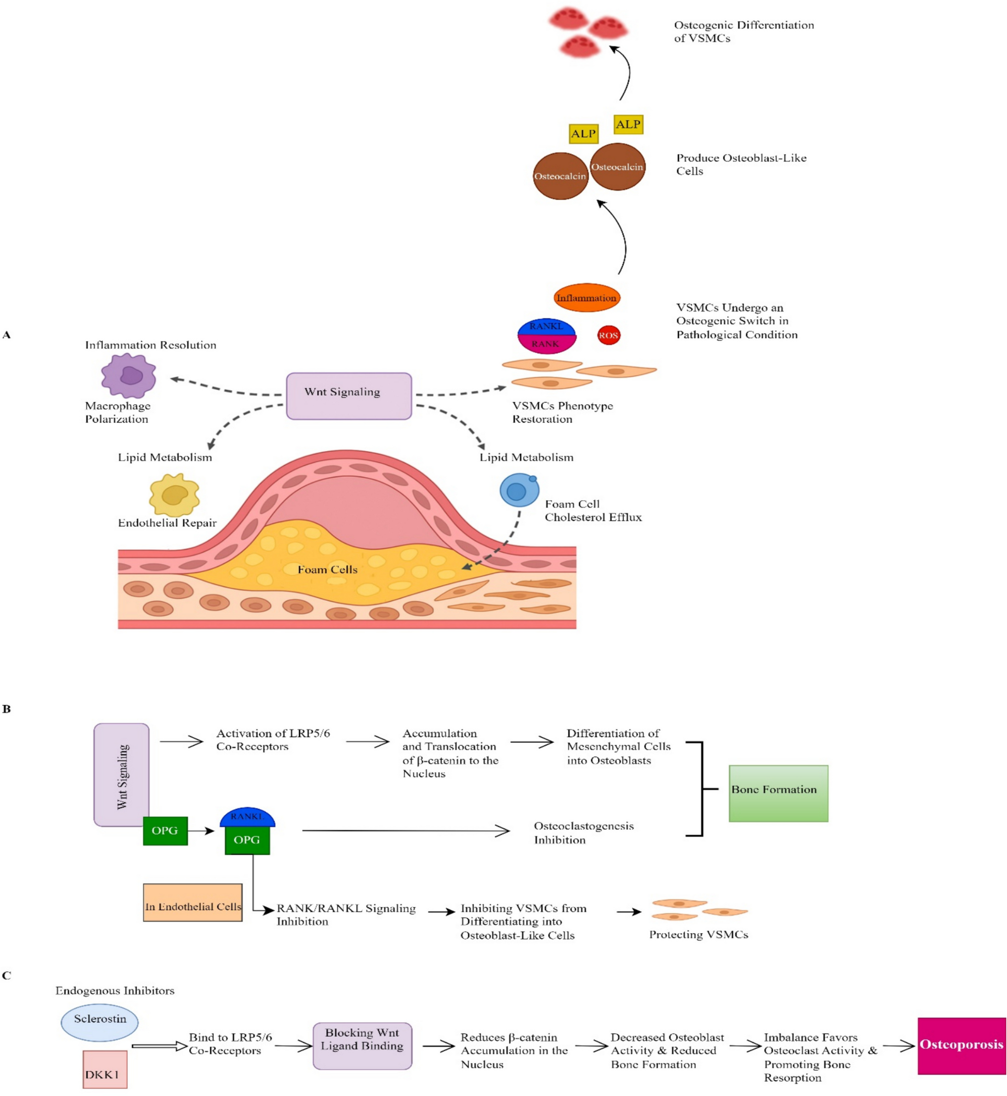 The link between osteoporosis and cardiovascular diseases: a review of shared mechanisms, risk factors, and therapeutic approaches