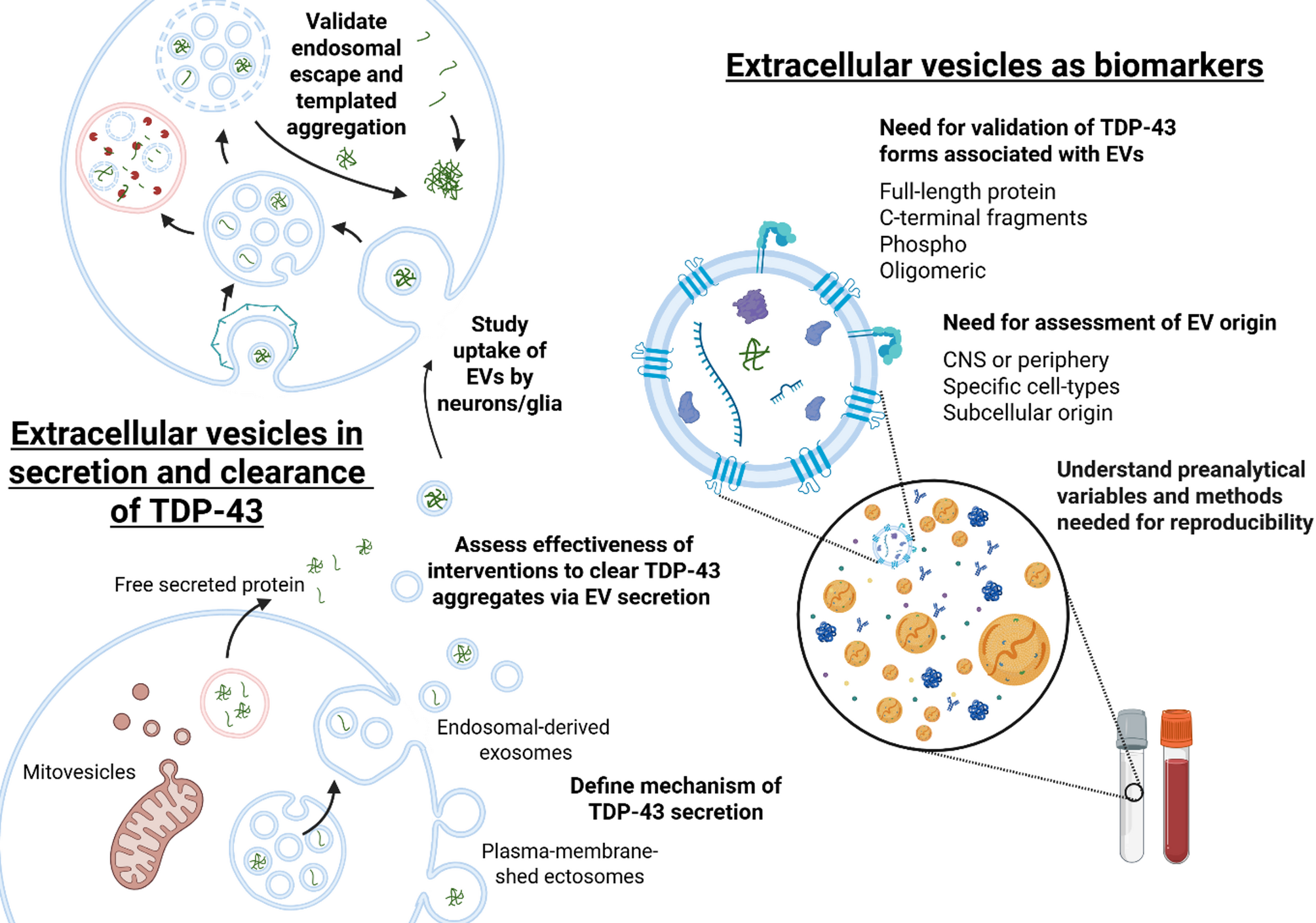 Extracellular vesicles in TDP-43 proteinopathies: pathogenesis and biomarker potential