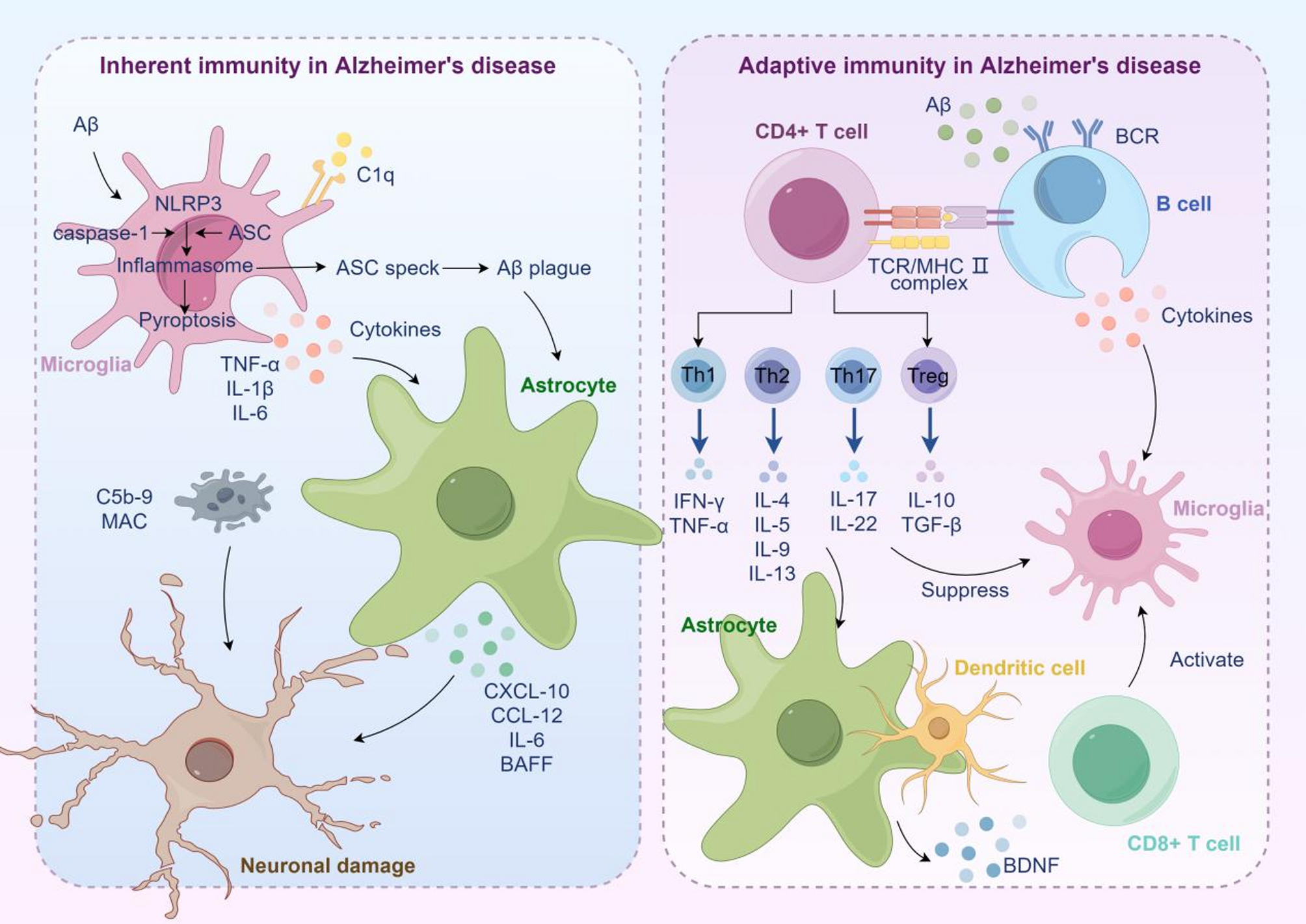 Alzheimer’s disease pathogenesis: standing at the crossroad of lipid metabolism and immune response