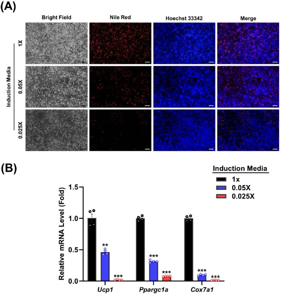 Maxim. promotes brown adipocyte differentiation