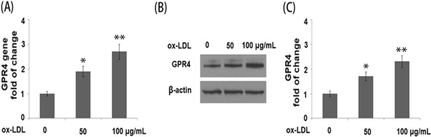 The GPR4 antagonist NE 52-QQ57 prevents ox-LDL-induced cellular senescence by promoting the expression of SIRT1
