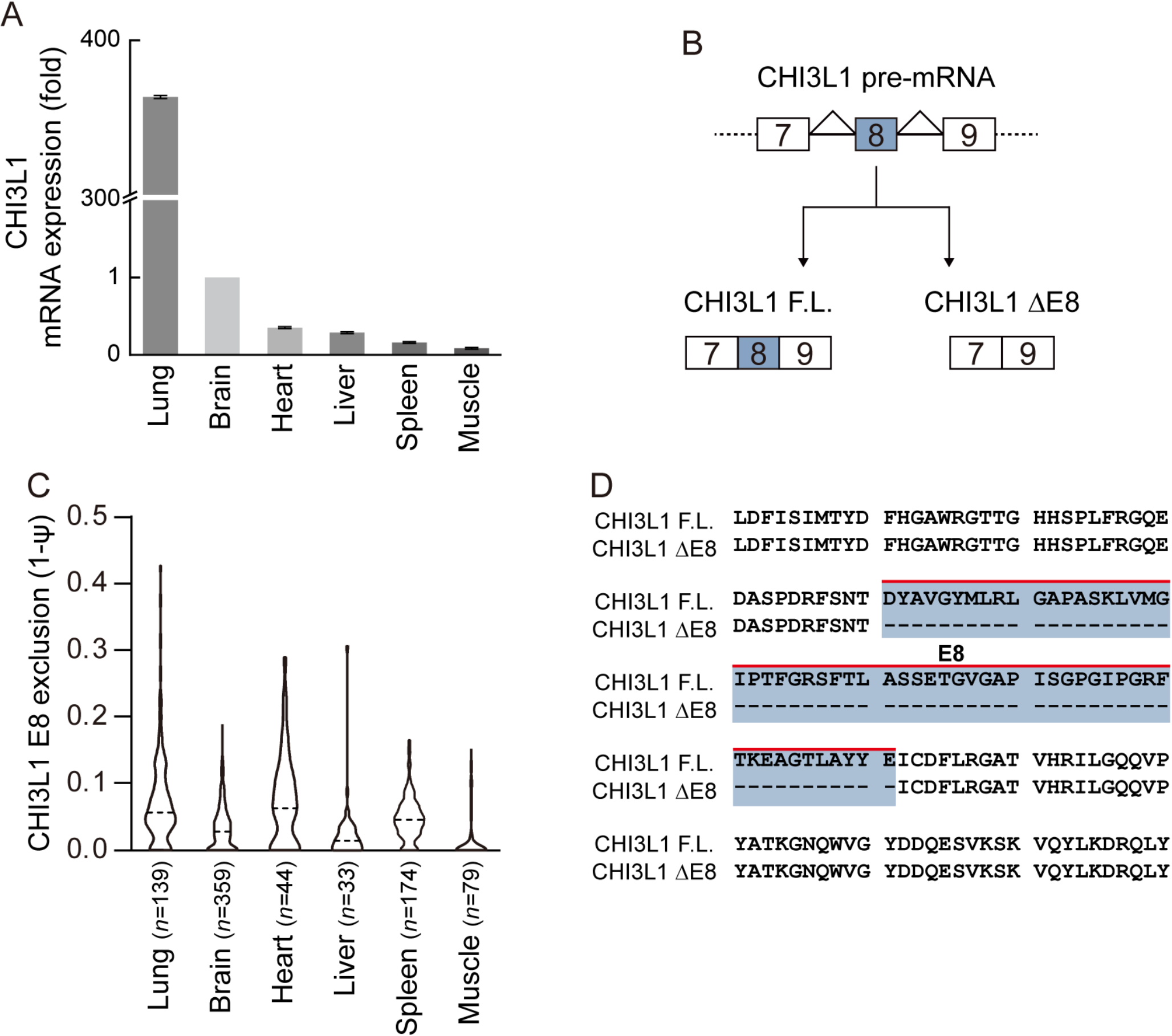 Alternative splicing of CHI3L1 regulates protein secretion through conformational changes