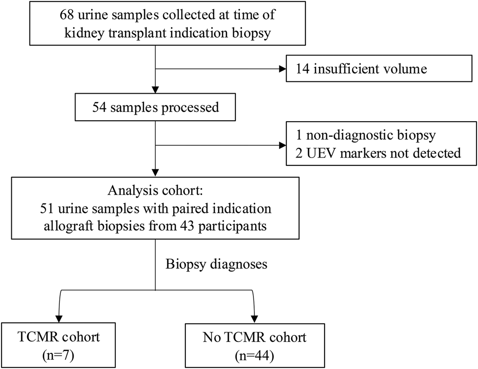 Glycolytic control proteins in urinary extracellular vesicles are elevated during kidney transplant T cell-mediated rejection
