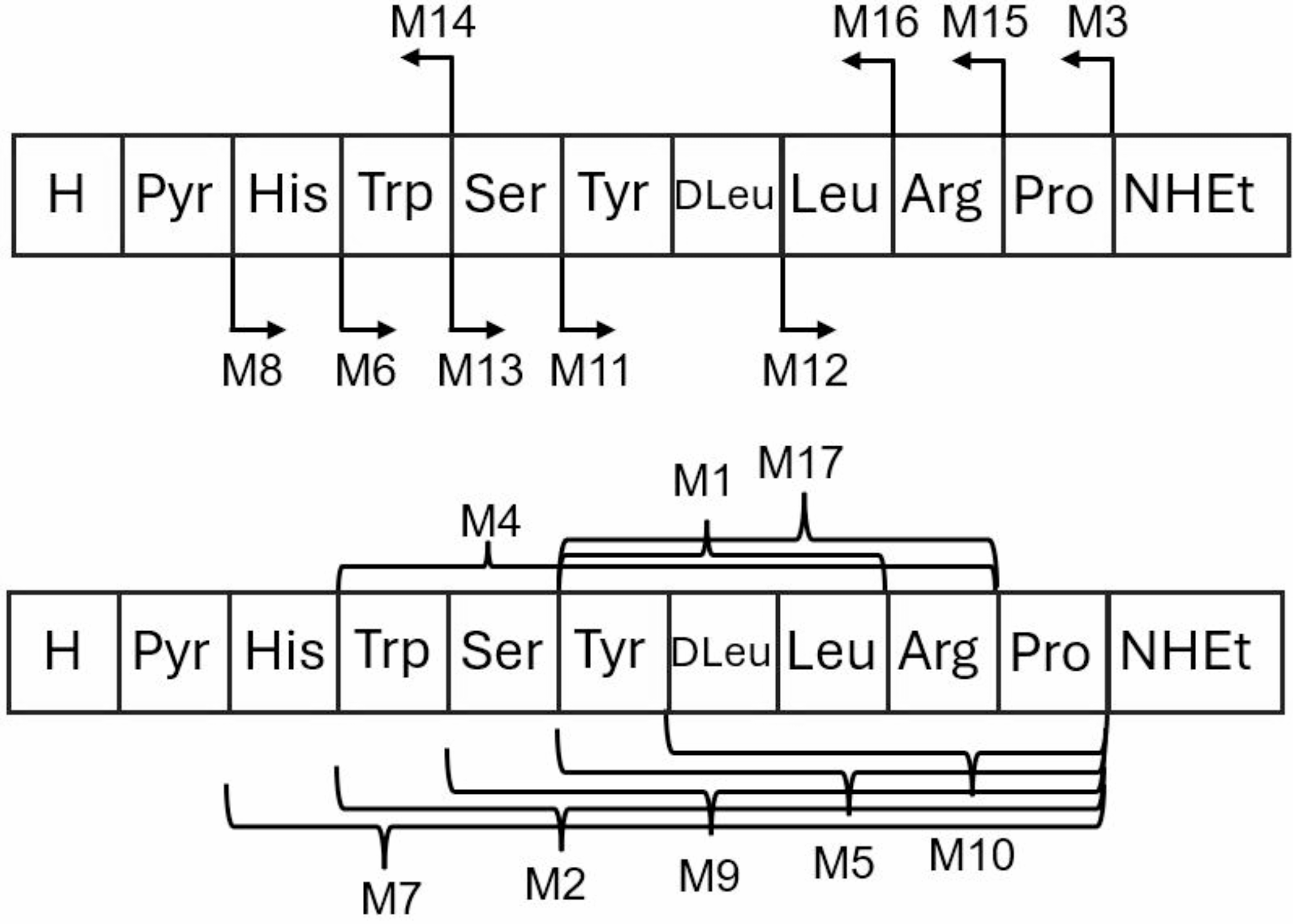 In Vitro and In Vivo Catabolite Profiles of Leuprorelin in Rat and the Effects of NADPH in Leuprorelin Catabolism