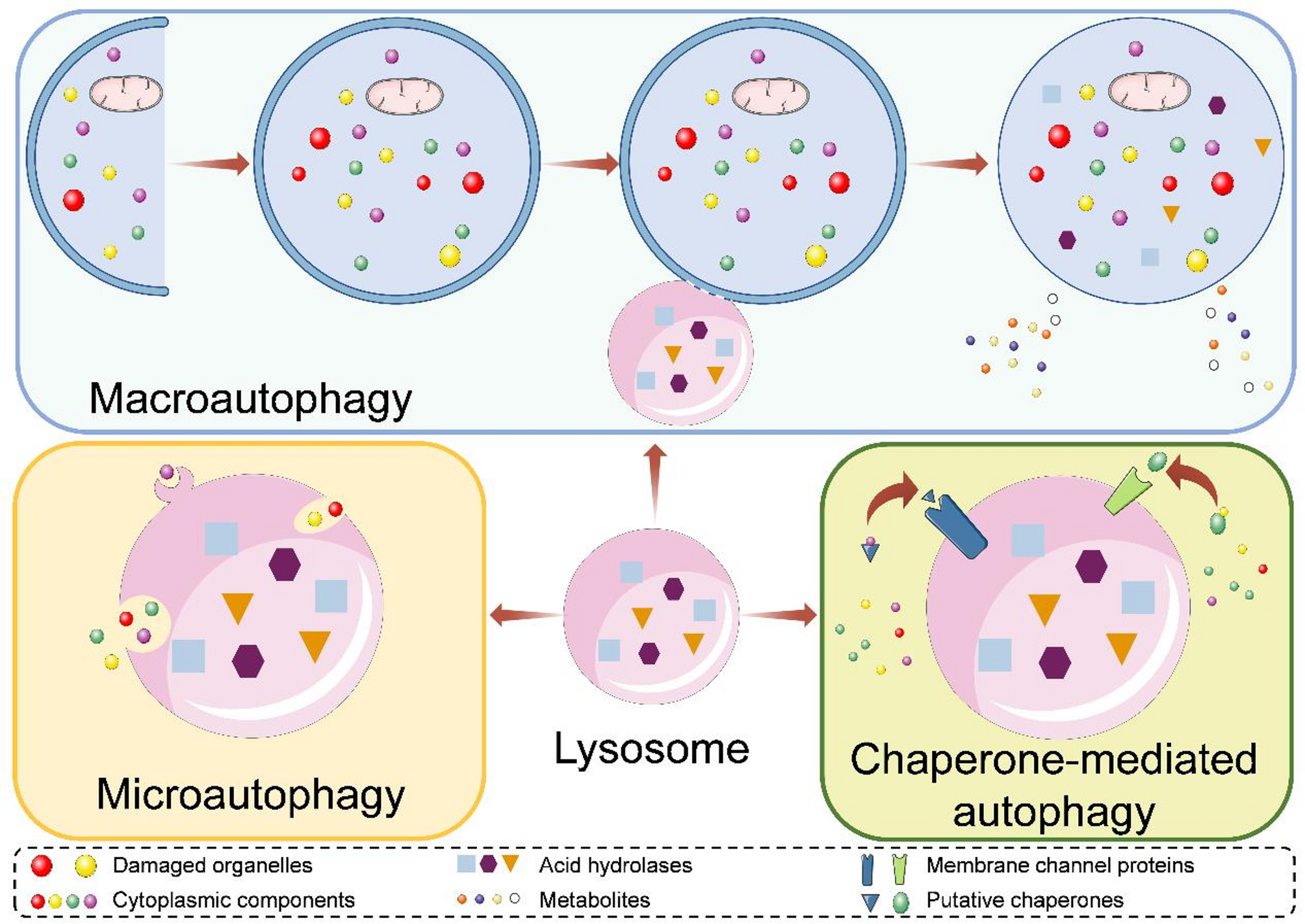 Autophagy in orthodontic tooth movement: advances, challenges, and future perspectives