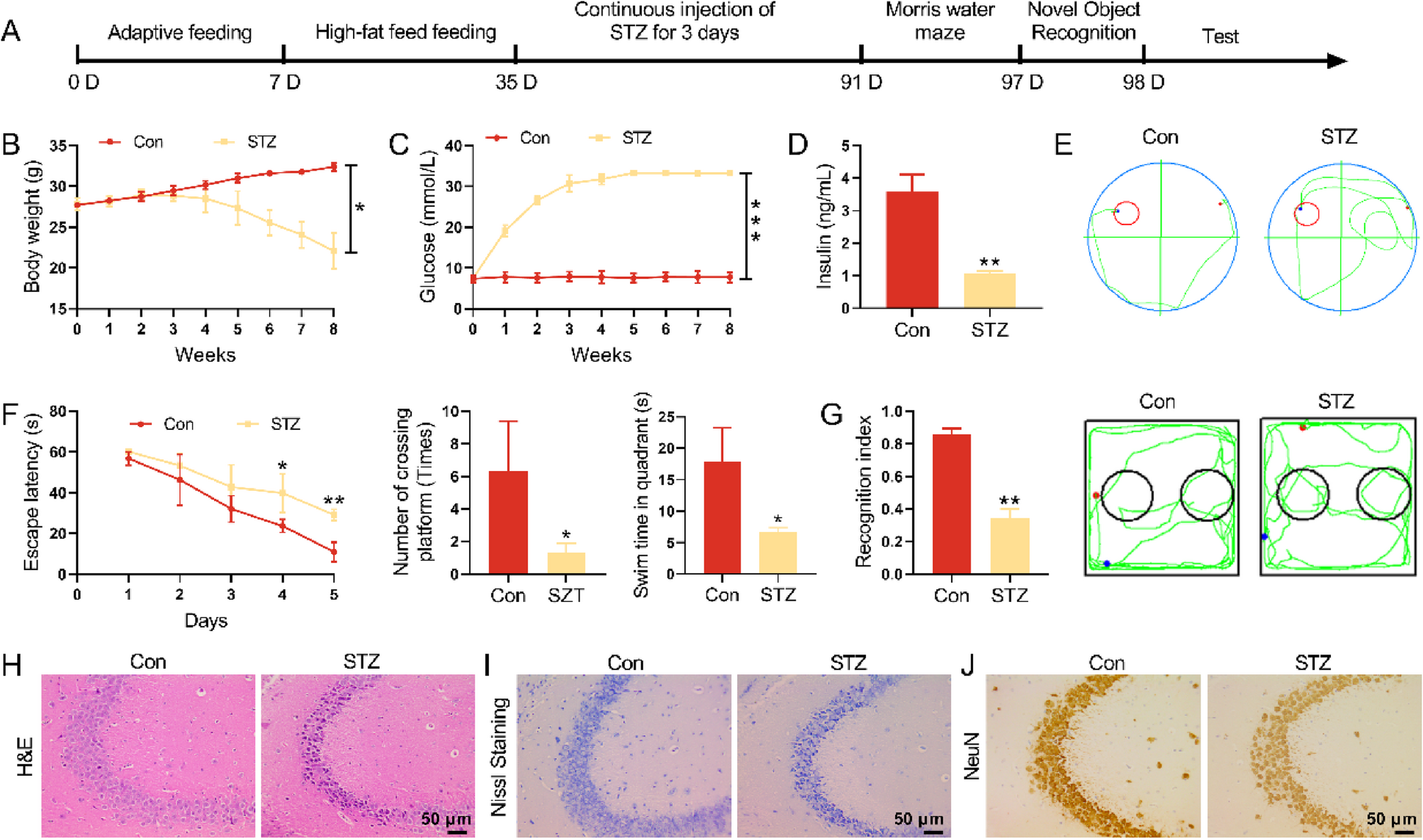 FCGR2B knockdown alleviates diabetes-induced cognitive dysfunction by altering neuronal excitability