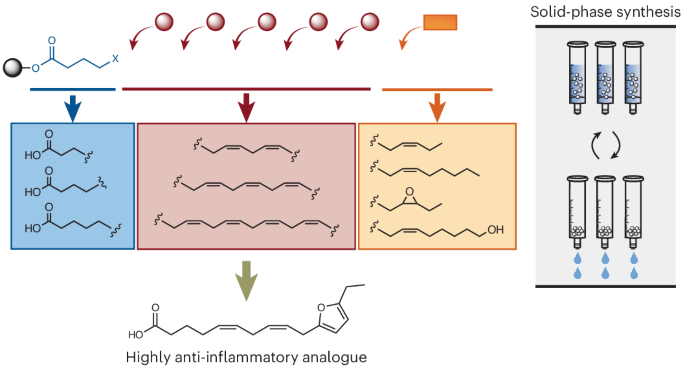 Expedited access to polyunsaturated fatty acids and biofunctional analogues by full solid-phase synthesis