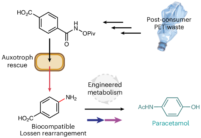 A biocompatible Lossen rearrangement in Escherichia coli