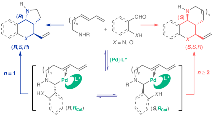 Adaptive dynamic kinetic resolution enables alteration of chiral induction with ring sizes