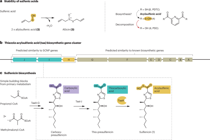 Biosynthesis of an elusive sulfur-containing functional group