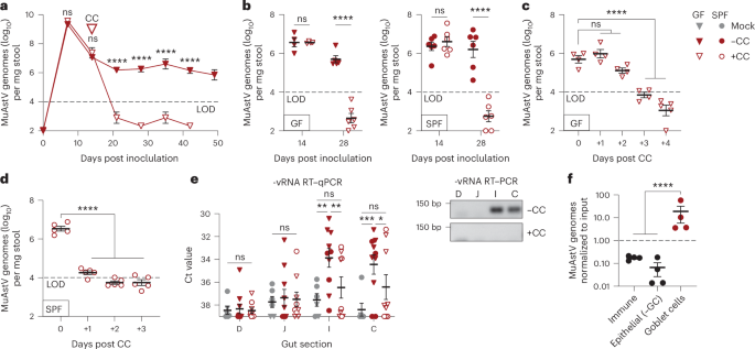 Environmental stress drives clearance of a persistent enteric virus in mice