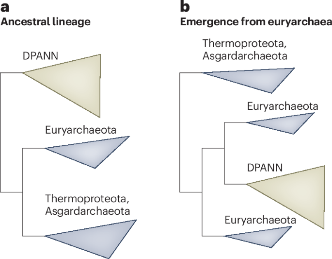 Retracing a tangled tree of archaeal evolution