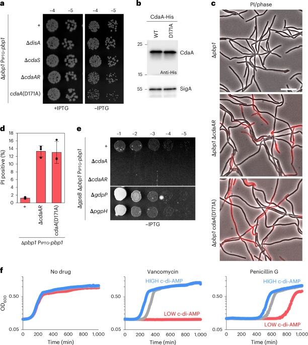Cyclic-di-AMP modulates cellular turgor in response to defects in bacterial cell wall synthesis