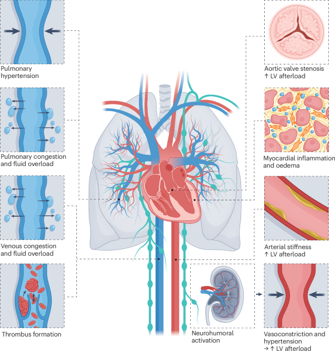 Vascular (dys)function in the failing heart