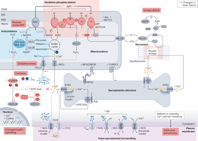Mechano-energetic uncoupling in heart failure