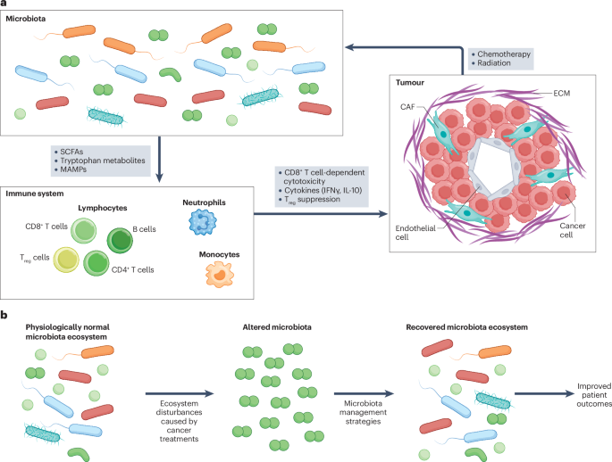 Ecological management of the microbiota in patients with cancer