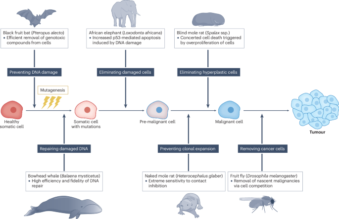 Advancing cancer research via comparative oncology