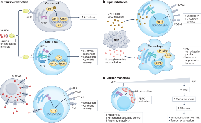 Endoplasmic reticulum stress responses in anticancer immunity