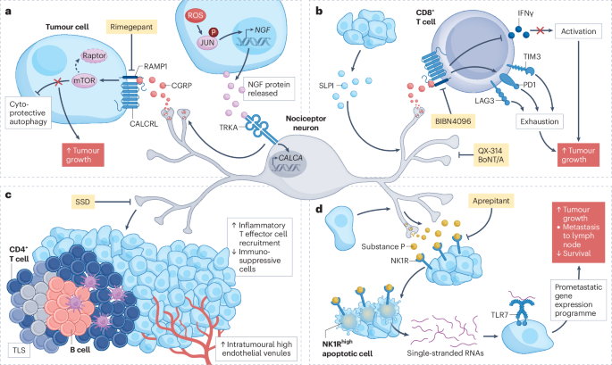 Neuro-immune cross-talk in cancer