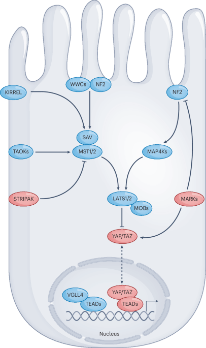 Targeting the Hippo pathway in cancer