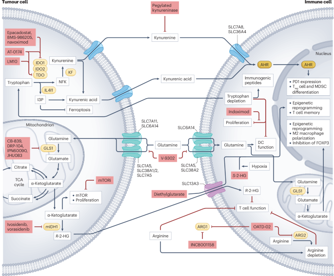 Metabolites as agents and targets for cancer immunotherapy 
