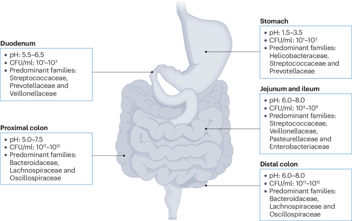 Intestinal pH: a major driver of human gut microbiota composition and metabolism