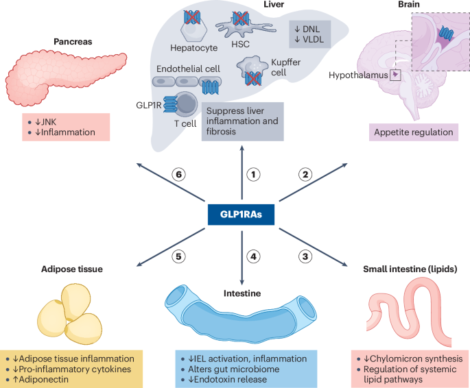 Lessons from incretin-based therapy in MASH and obesity