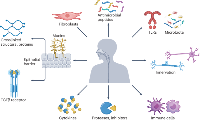 The oesophagus as an immune organ
