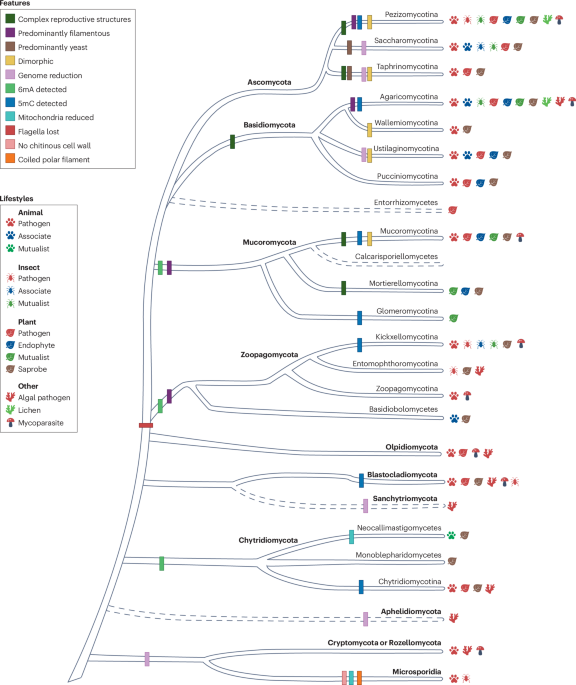 A genomic perspective on fungal diversity and evolution