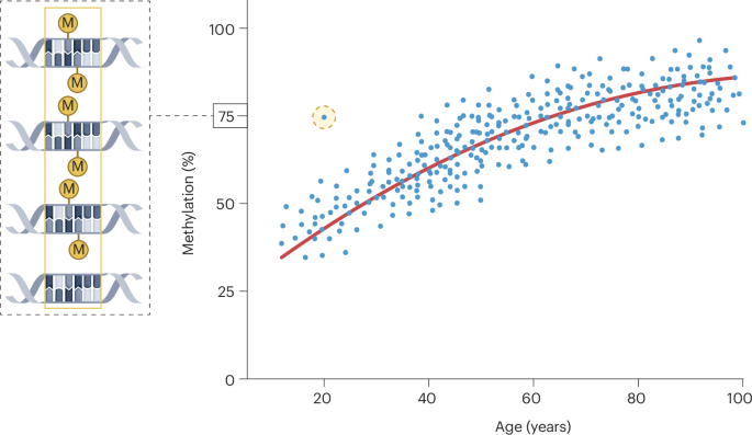 Epigenetic clocks and DNA methylation biomarkers of brain health and disease