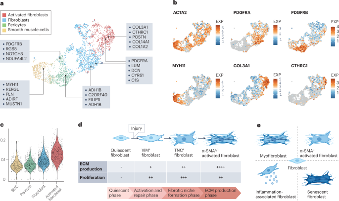 Fibroblast activation and heterogeneity in fibrotic disease