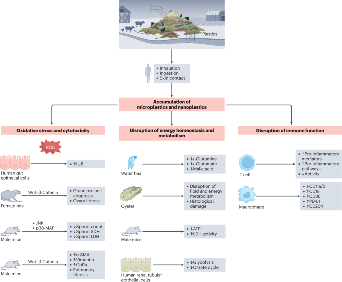 Effects of microplastics and nanoplastics on the kidney and cardiovascular system