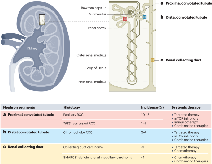 Molecular and therapeutic landscape of non-clear cell renal carcinoma