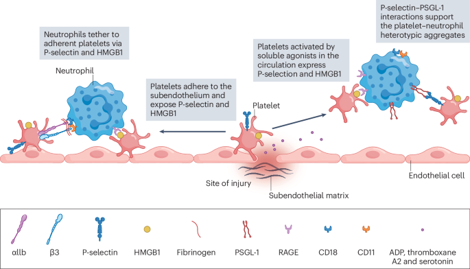 Platelets as drivers of immunothrombosis in rheumatic diseases