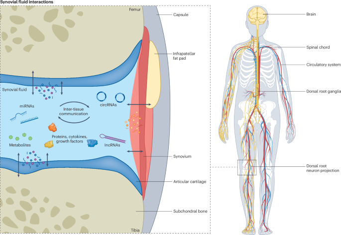 Synovial fluid as a complex molecular pool contributing to knee osteoarthritis