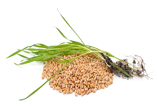 Wheat germ may boost immunotherapy in cancer patients