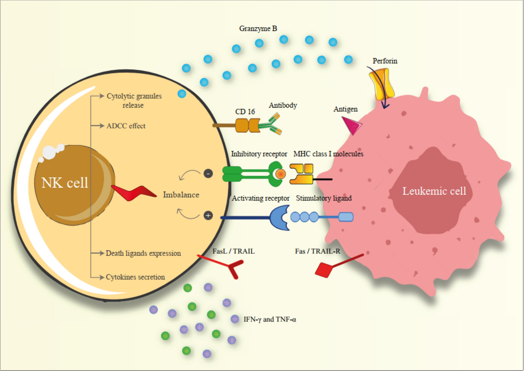 Potential therapeutic roles of natural killer cells in acute myeloid leukemia: a systematic review study