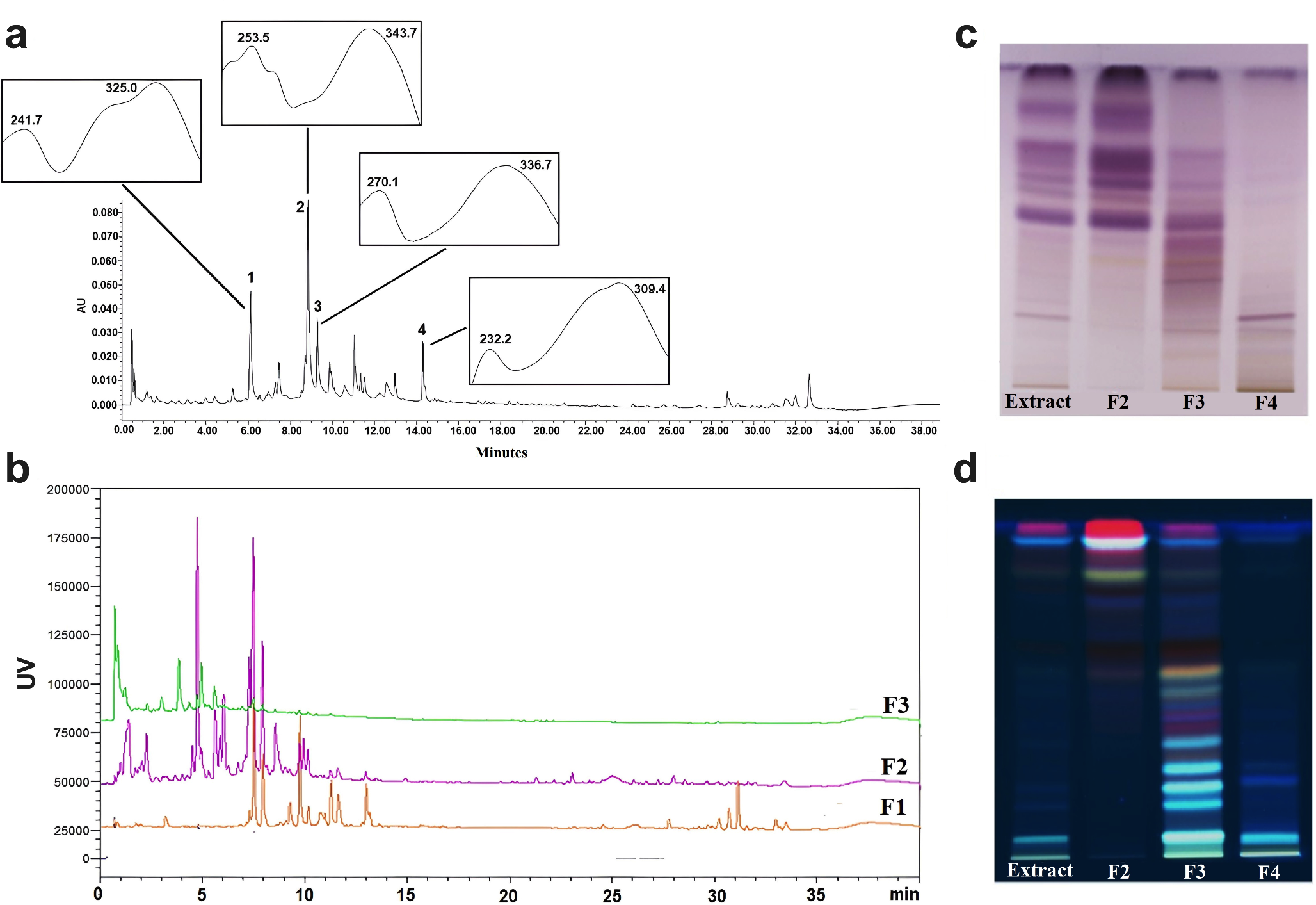 Chemical composition and biological activity of ethanolic leaf extract from  in a murine model of acute myeloid leukemia