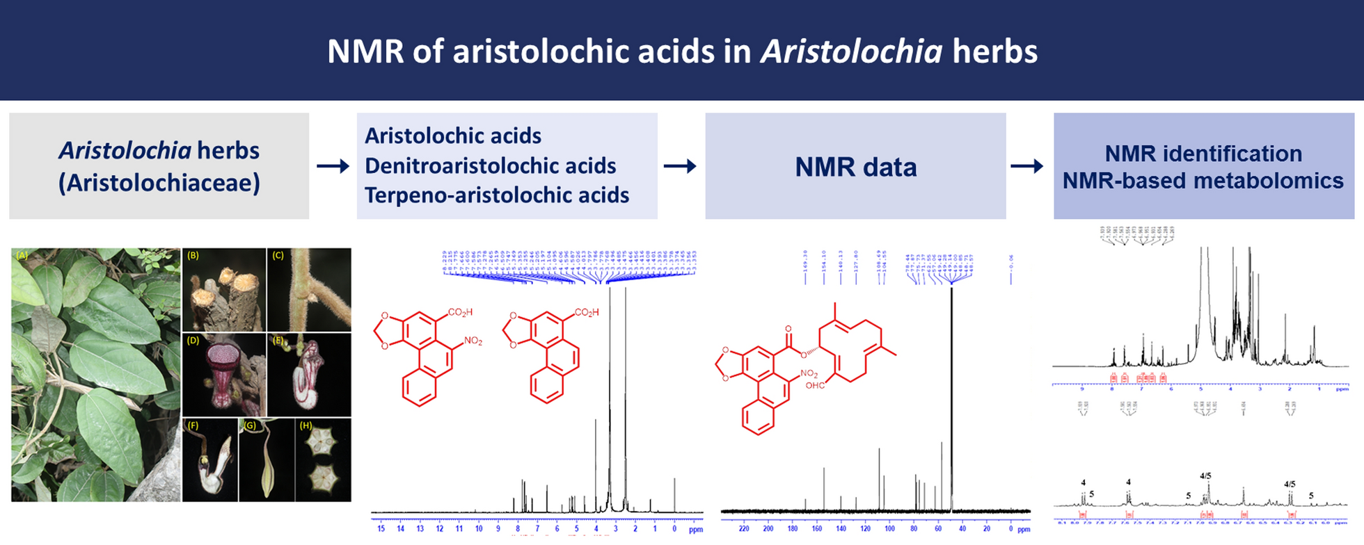 Review on NMR spectroscopic data and recent analytical methods of aristolochic acids and derivatives in  herbs