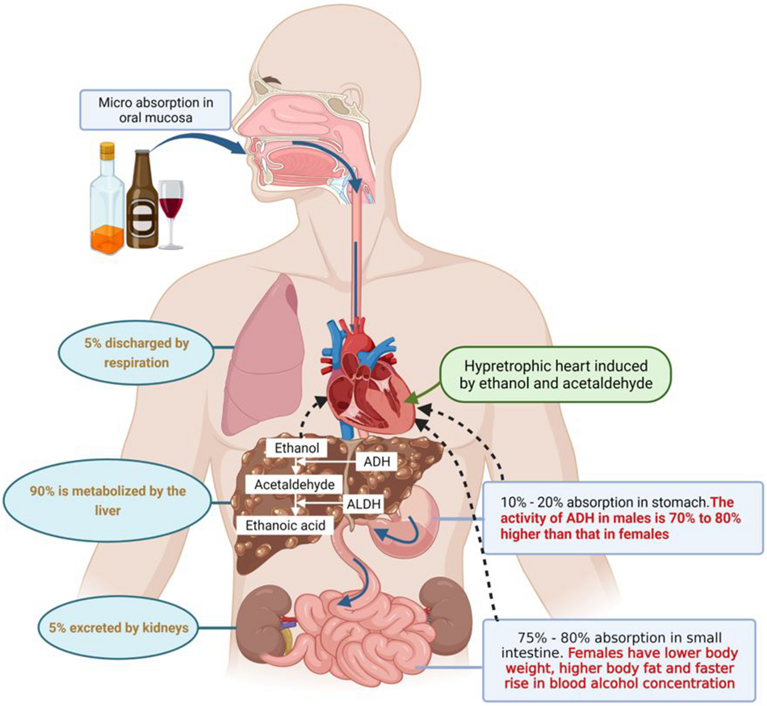 Sex Difference of Alcoholic Hypertension: Mechanism and Targeted Therapy