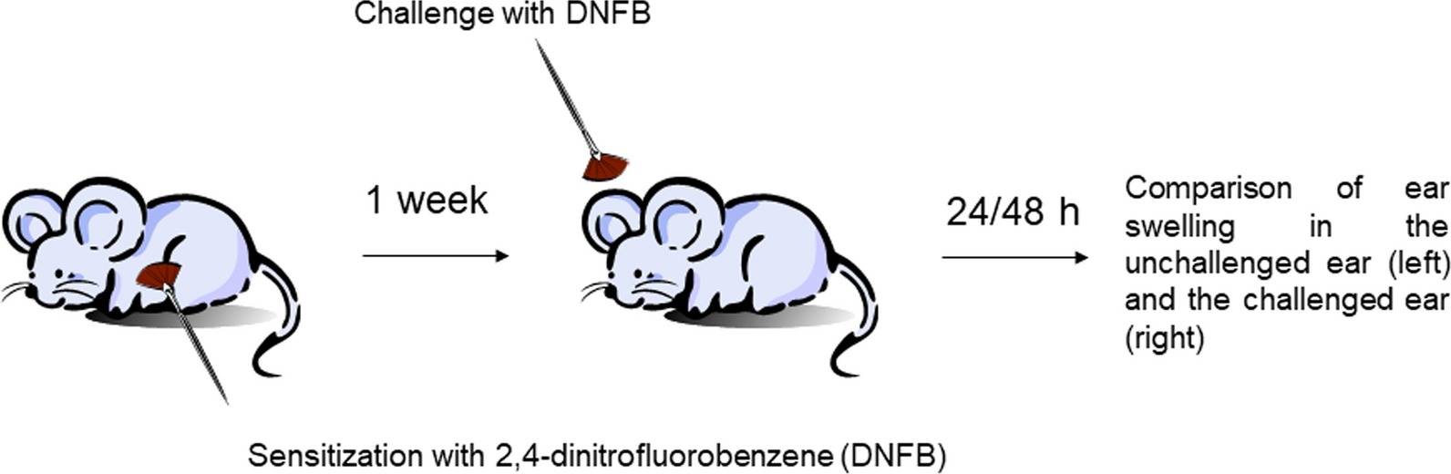 Guilty by association: direct interaction with the tetraspanin CD63 suggests a role for organic cation transporter 3 in histamine release from granulocytes