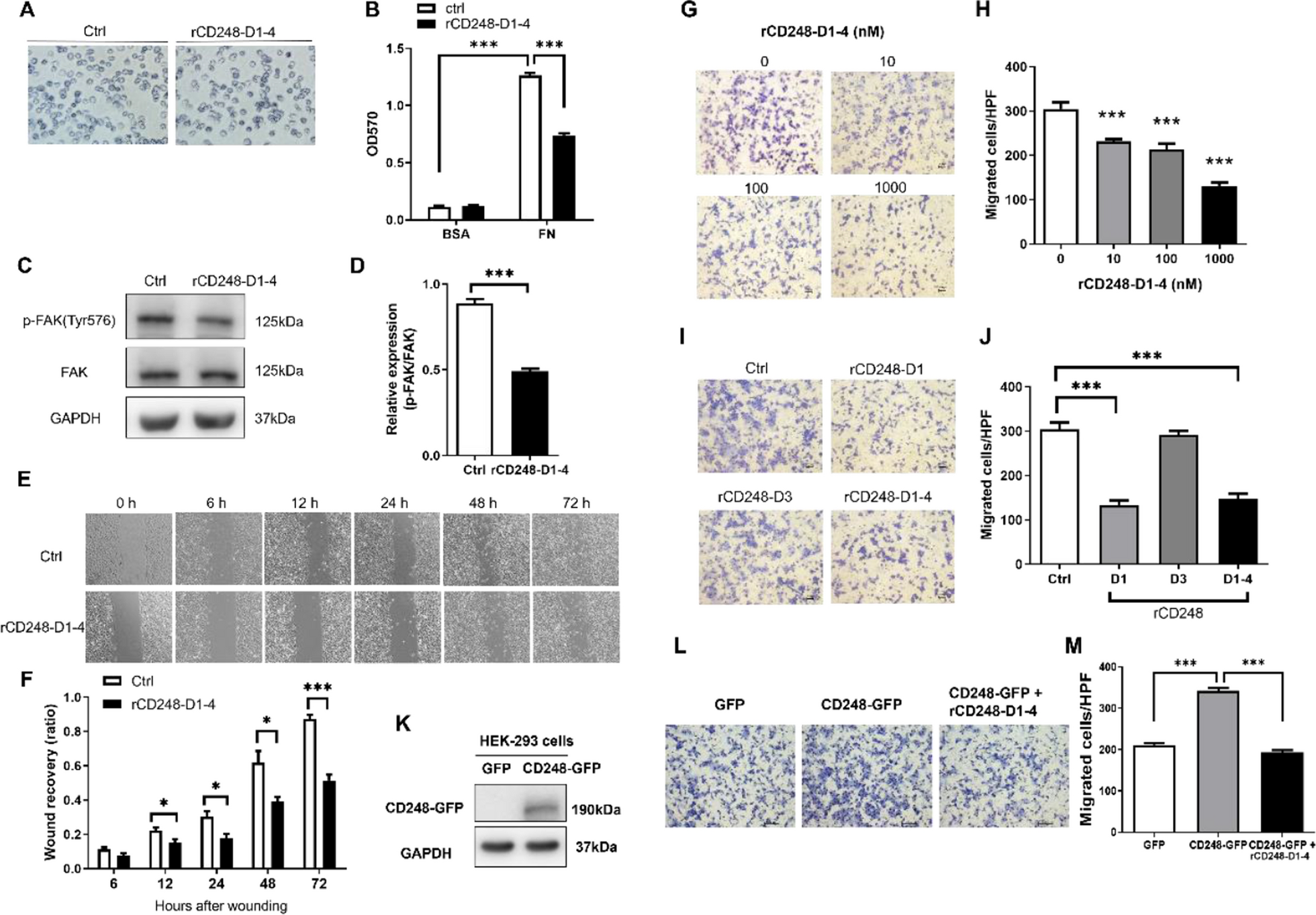 Correction: Interference in melanoma CD248 function reduces vascular mimicry and metastasis
