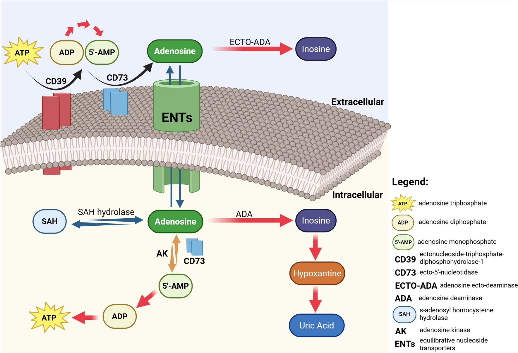 Clostridioides difficile meets the adenosine system: the art of manipulating host homeostasis