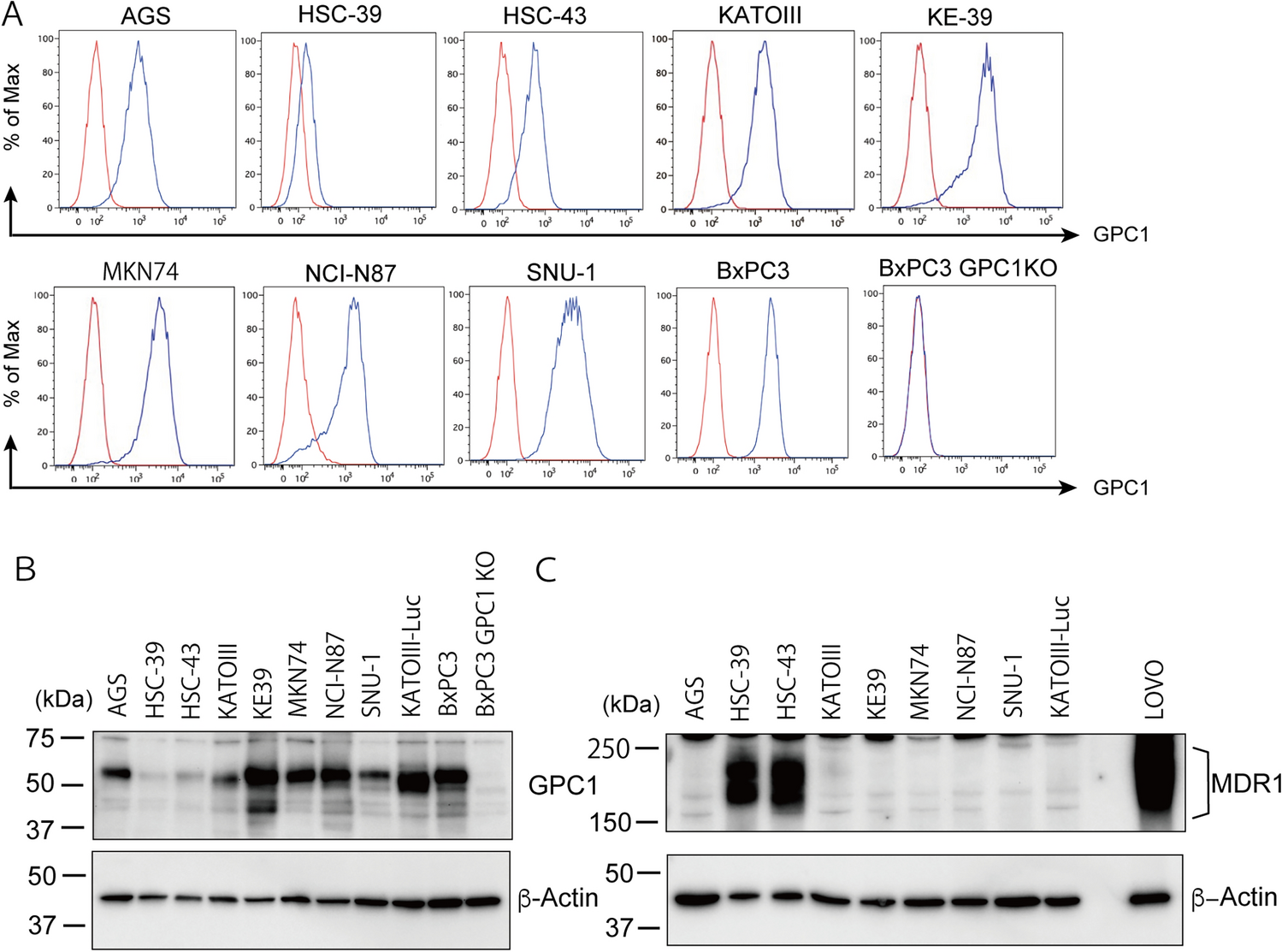 Assessing efficacy of anti-glypican-1 antibody–drug conjugate as potential therapeutic approach for gastric cancer